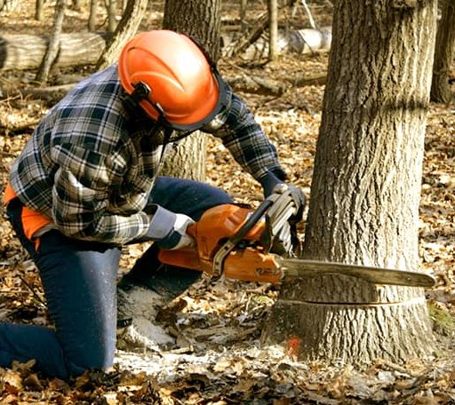 Tree Removal in Tyringham, MA